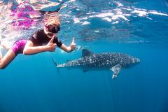 Swimming with Whale Sharks (the largest fish in the world!) -  1st March to 31st August - 2022