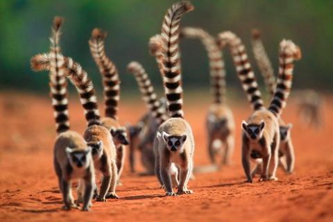 A group of ring-tailed lemurs walk across a red, dusty landscape, their striped tails held high.