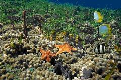 The image depicts a vibrant underwater scene with starfish and colorful fish swimming amidst coral and seagrass.