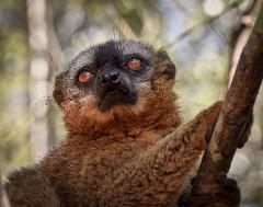 A lemur with striking orange eyes clings to a branch, looking upwards with a curious and alert expression amidst a bokeh background.