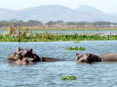 A group of hippos swims in a lake with lily pads, mountains and trees visible in the background.