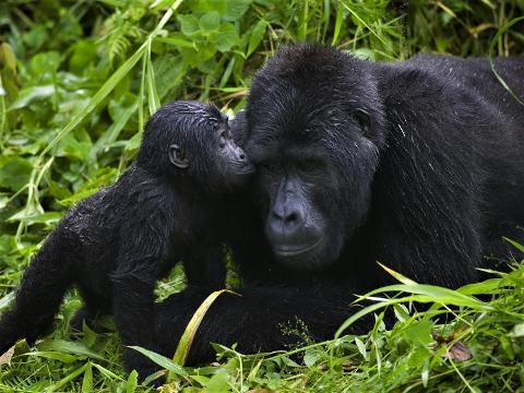 A baby gorilla nuzzles against its mother in the lush green foliage of the Ivindo National Park.