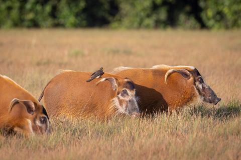 A red river hog with a bird on its back stands in a field of dry grass, with two other hogs visible in the foreground.