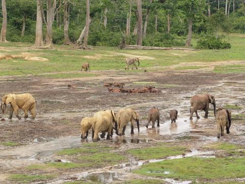 A herd of elephants is walking through a muddy field with trees in the background, with a separate group of elephants in the distance.