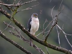 A gray and white bird with yellow eyes perches on a mossy, bare branch against a soft green background.