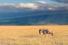 A wildebeest roams a golden grassland, with Mount Kilimanjaro peeking through clouds in the background.