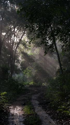 Sunlight streams through the dense forest canopy of Lopé National Park, illuminating a muddy path after a rain.