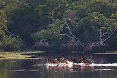 Water buffaloes run through shallow water with mangroves in the background.