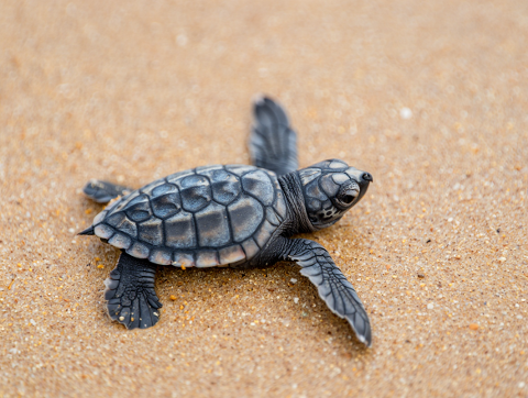 A baby sea turtle crawls across the sandy beach towards the ocean.