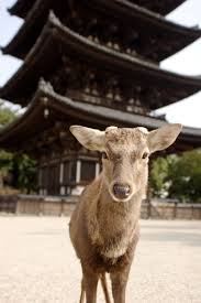 Nara Full Day Luxury Excursion by Helicopter Roundtrip
