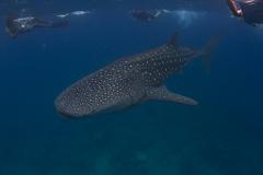 A whale shark swims gracefully in deep blue water while snorkelers watch from above.