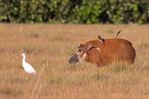 A red river hog with a small bird on its back stands in a grassy savanna next to a white egret.