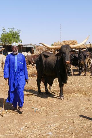 A Fulani herder in Niamey guides an Ankole-Watusi bull with long horns through a dusty field, showcasing traditional culture.