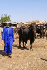 Niamey and Niger – City, Culture, and History Day Tour A Fulani herder in Niamey guides an Ankole-Watusi bull with long horns through a dusty field, showcasing traditional culture.