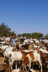 A man stands in a crowd of goats in Niger, with people nearby, under a clear blue sky.
