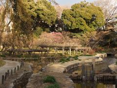 Tokyo & Kyoto Private Garden Tour: A Complete 6-Day Journey Through Japan's Most Beautiful Gardens A serene Japanese garden features a network of small waterways and wooden structures, surrounded by lush trees and early spring blossoms.