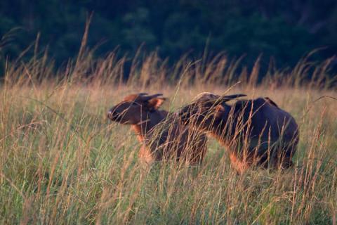 Two-Day Budget Safari Around Wonga Wongue Reserve Two buffalos stand in a grassy field at sunset.