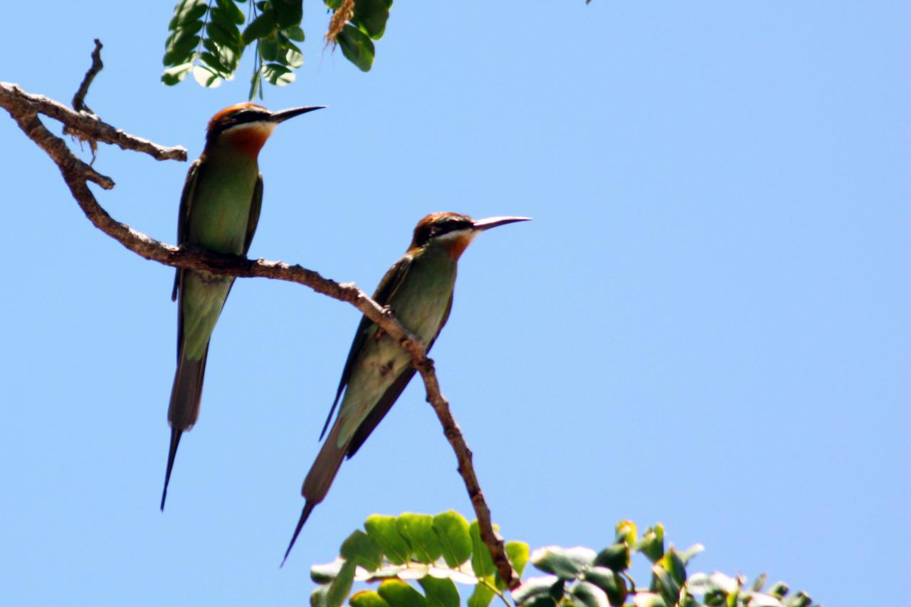 Mayotte Nature and Birding Tour