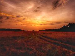 Two-Day Budget Safari Around Wonga Wongue Reserve A golden sunset illuminates a grassy field with a path leading towards a distant treeline.