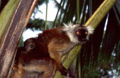 A red-ruffed lemur perched on a tree branch with its baby clinging to its back, looking directly at the viewer with bright eyes.