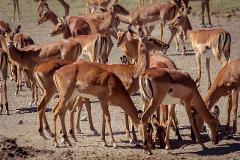 A herd of reddish-brown impalas with white markings are gathered closely together on a dry, dirt ground.