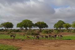 A herd of waterbucks grazes in Tsavo National Park, Kenya, with lush trees and a cloudy sky forming the backdrop of the African savanna.
