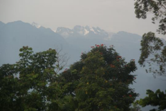 A hazy mountain range with snow-capped peaks is viewed through lush green trees in the foreground.