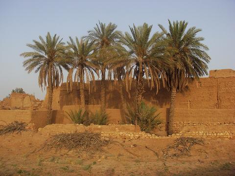 A desert landscape with palm trees in front of a crumbling, sandy building under a bright sky.