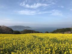 A vibrant yellow rapeseed field stretches to the horizon, with a sea, a distant mountain, and a partly cloudy sky completing the beautiful landscape.