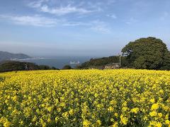 A vibrant field of yellow flowers overlooks a sea with a distant ship and a coastline, under a blue sky with wispy clouds.