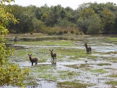 Five waterbucks stand in a shallow, green-tinged lake, with trees lining the background and foliage framing the left side of the scene.