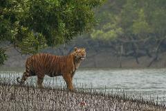 A majestic tiger stands alert on a muddy bank in the Sundarbans, framed by green foliage and a tranquil waterway.