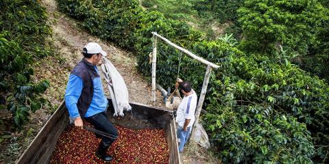 Workers are loading coffee cherries into a container in a mountainous area filled with lush greenery.