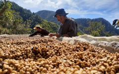 Two men are working on a large field of coffee beans, likely sorting or drying them under the sun, with a mountain range visible in the background.