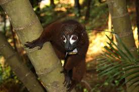 Here's a description of the image:A brown Alaotran Gentle Lemur with a white face clings to a branch, with a tracking device attached to its collar.