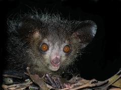 A close-up shows a nocturnal aye-aye lemur with striking amber eyes, large ears, and wiry fur peering out from a dark, leafy environment.