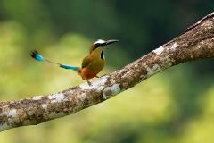 A colorful motmot bird perches on a tree branch, its long, blue tail feathers swaying slightly in the green, blurred background.