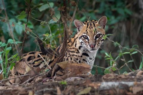 A striking ocelot peers out from dense foliage, its patterned fur blending seamlessly with the undergrowth.