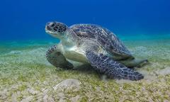 A green sea turtle swims gracefully underwater, its patterned shell and flippers contrasting with the sandy seabed and blue ocean backdrop.