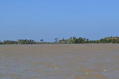 Salamanca Island Road Park Birdwatching Tour from Santa Marta A serene scene of a brown body of water with ripples, a distant line of trees and palms, and a clear blue sky.