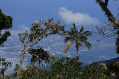Aventura de observación de aves en Cuchilla San Lorenzo desde Santa Marta A scenic view of a city nestled among mountains, framed by trees and lush vegetation, with a palm tree standing tall amidst the landscape under a partly cloudy sky.