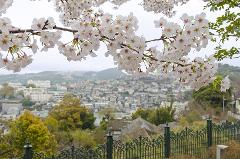 A scenic view of a city with buildings and trees, framed by blooming white cherry blossoms and a green ornate fence.
