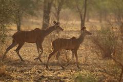 Zwei Kudus, einer größer als der andere, laufen durch ein trockenes, grasbewachsenes Gebiet mit vereinzelten Bäumen, beleuchtet von warmem Licht.
