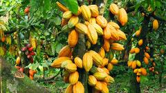 A cacao tree is laden with cocoa pods in various stages of ripening, from green to yellow-orange, growing directly from the trunk and branches in a tropical environment.