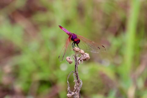 A vibrant pink dragonfly with large red eyes perches on a dry, brittle plant stem against a softly blurred green and brown background.