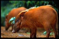 A reddish-brown wild boar stands in the foreground with another in the background at Lopé - Moukalaba-Doudou National Park.