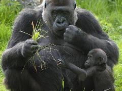 Congo Gorillas Encounter and Louna National Park Safari