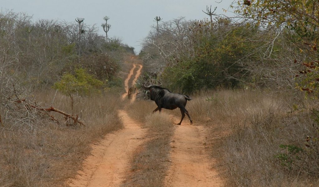 Kissama National Park Overnight Tour From Luanda: 2 Days 1 Night ...