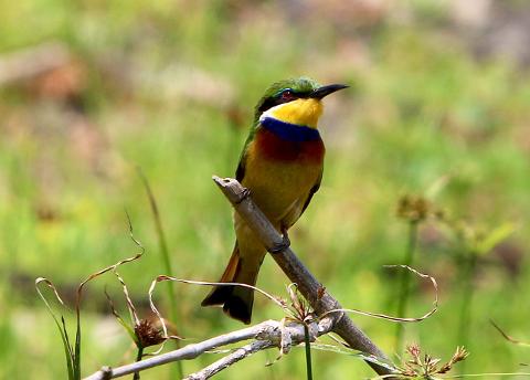 A colorful bee-eater bird perches on a branch in a lush green environment.