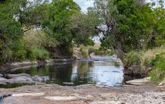 Hippopotamuses rest in a river surrounded by lush trees and foliage, creating a serene wildlife scene.